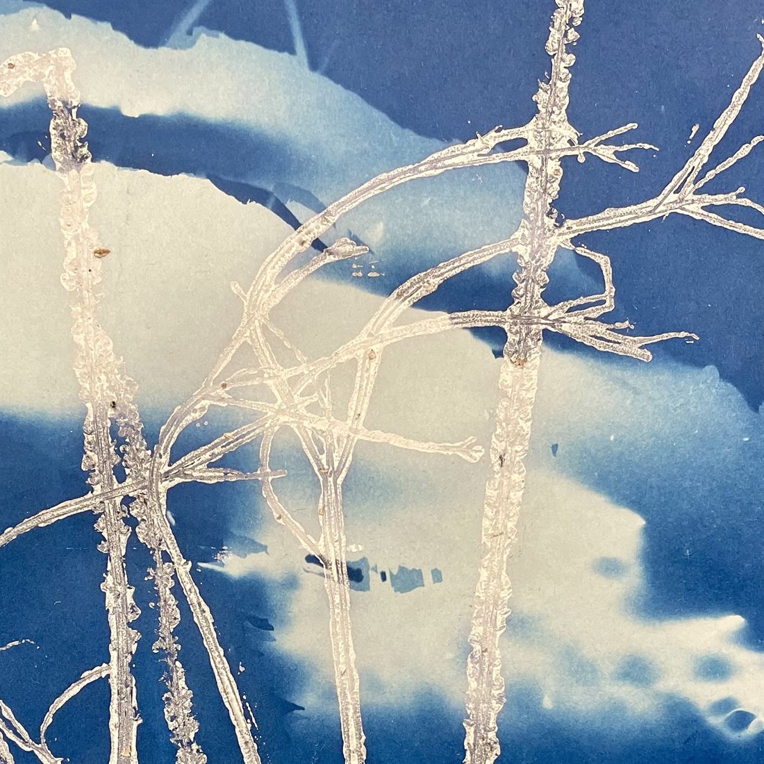 Weiße Zweig- und Halmformen auf tiefblauem Grund — der Abdruck von Pflanzen auf Papier, mit hellen Feldern und dunkelblauen Zonen.